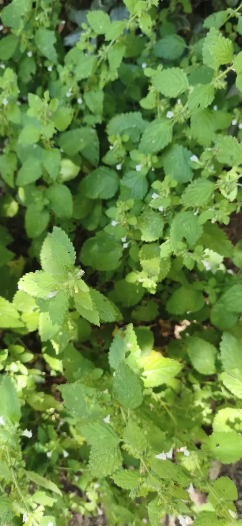 La Melisse - Baume pour le coeur, les nerfs et la digestion 1 Gros plan sur les feuilles dentelees et citronnees de la melisse officinale