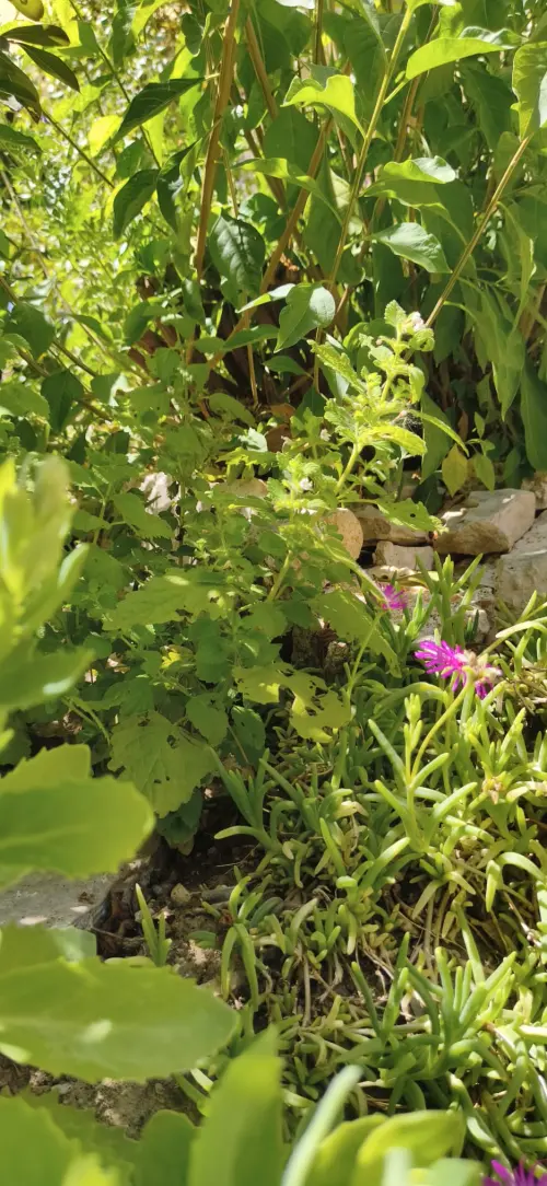 La Melisse - Baume pour le coeur, les nerfs et la digestion 3 Plant de melisse officinale dans un jardin du sud de la France