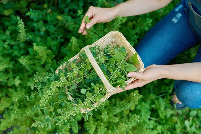 Huile essentielle de Mélisse : la plante lumineuse qui apaise les tempêtes émotionnelles