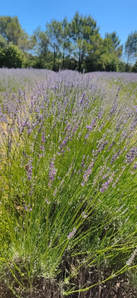 Huile Essentielle de Lavande Vraie : Histoire, Bienfaits et Rituels Hildegardiens 1 Bienfaits de l'huile essentielle de lavande vraie sur le système nerveux