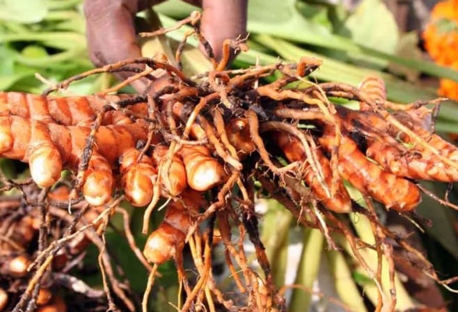 Huile Essentielle de Curcuma : Un Allié Digestif, Anti-inflammatoire et Émotionnel 1 Huile essentielle de curcuma bienfaits et utilisation